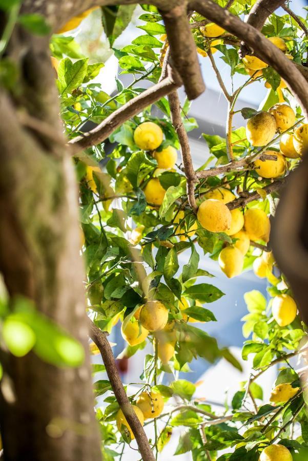 Lemon Tree 3*