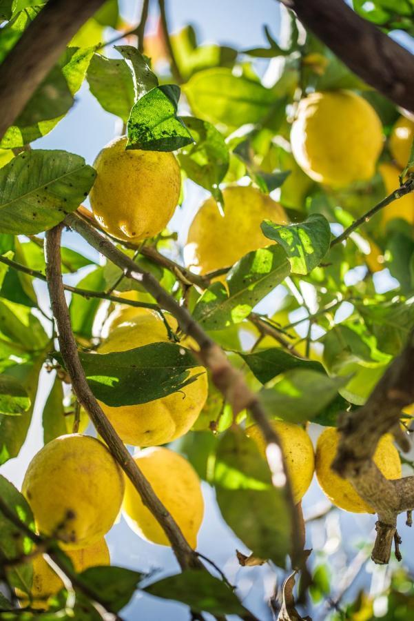 Bed & Breakfast Lemon Tree
