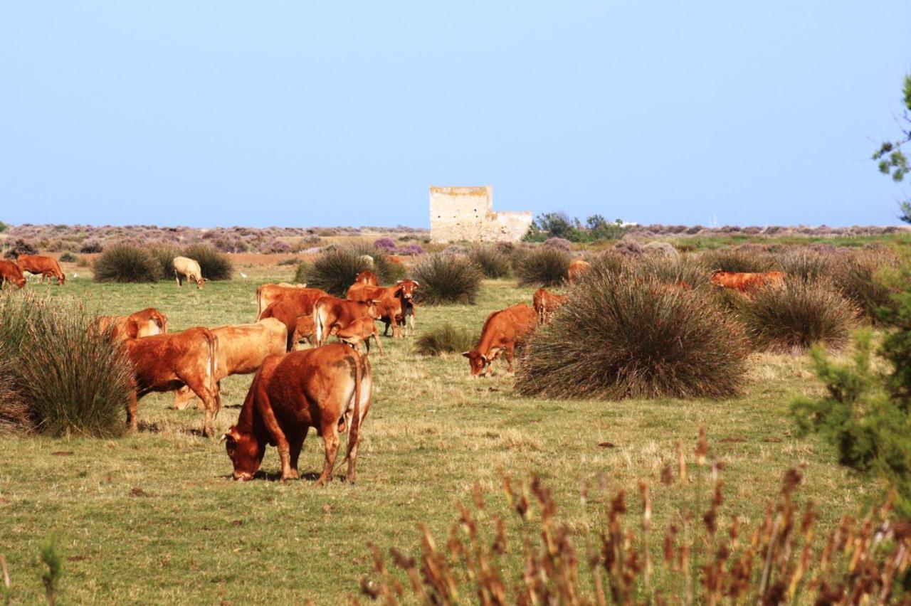 Country house Herdade Dos Salgados Do Fialho Faro