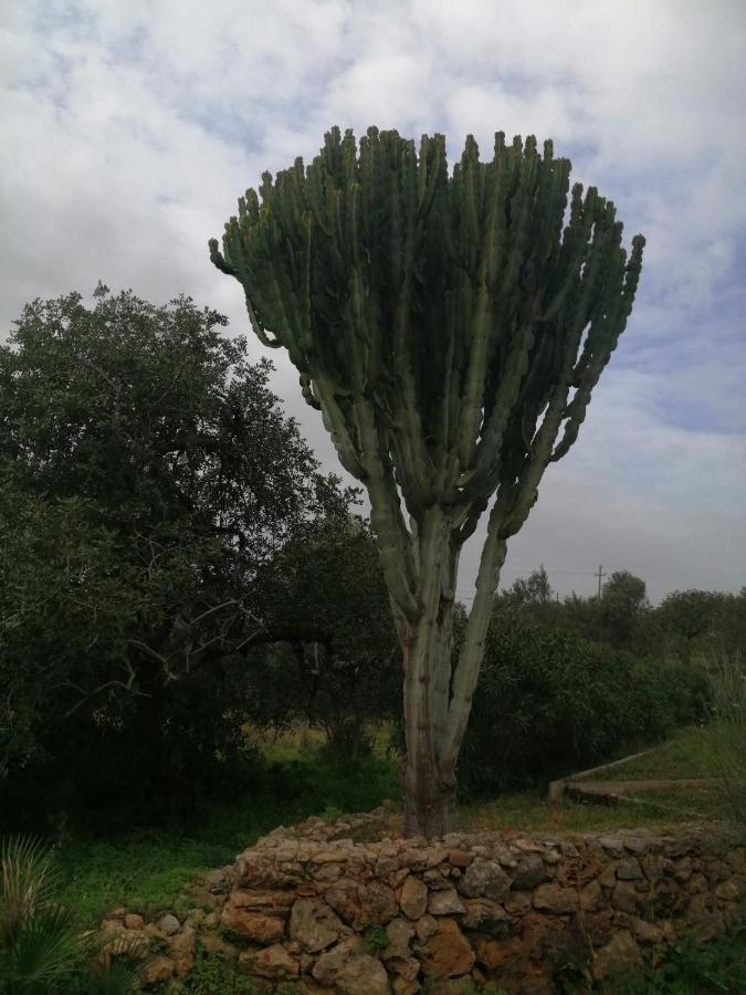 Duas Medronhal Em 520 - 2 * Faro