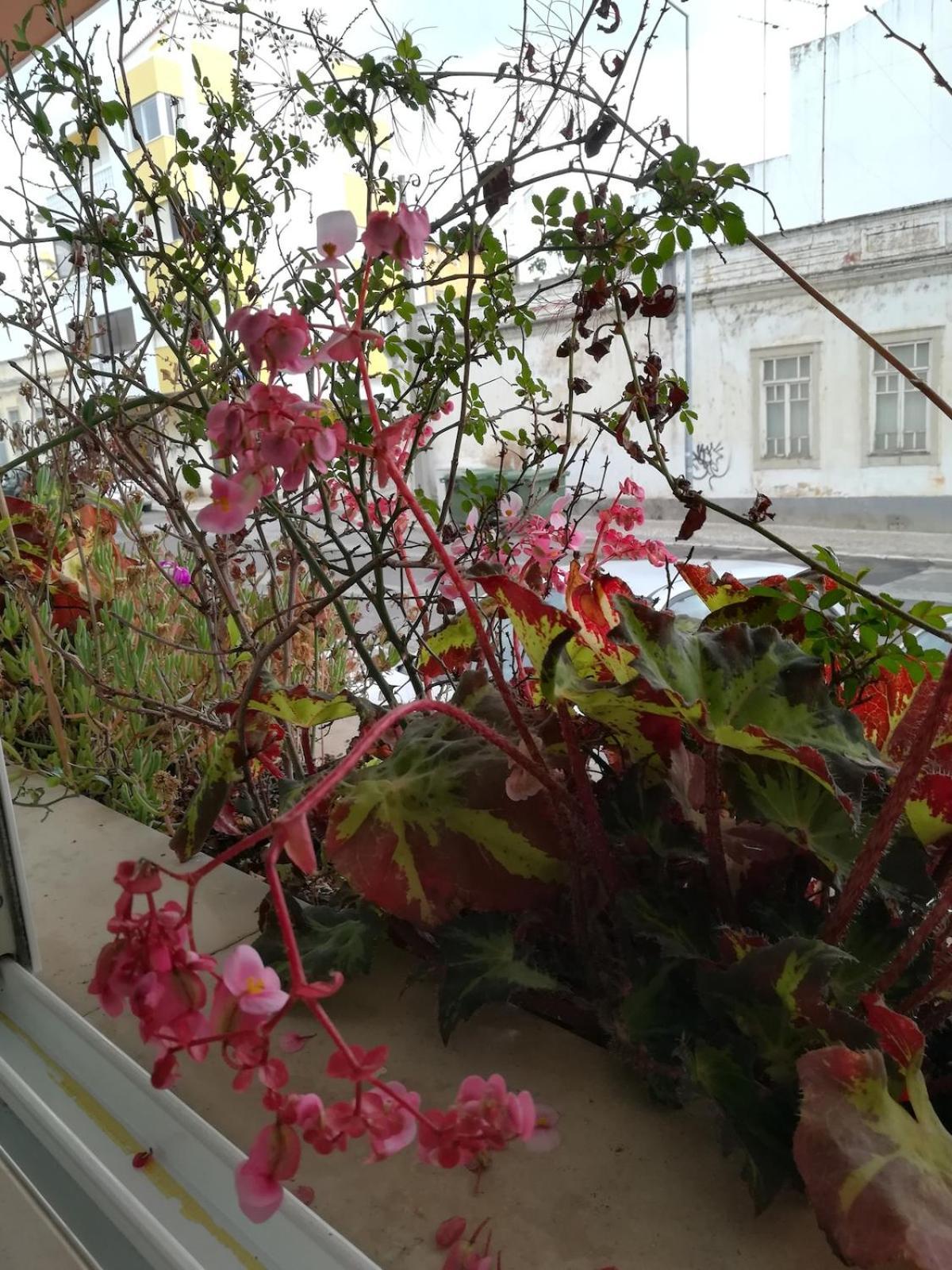 Lovely Flat In The Center * Faro