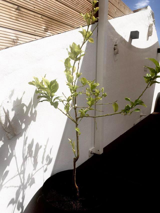 Casa Dos Retratos Holiday home