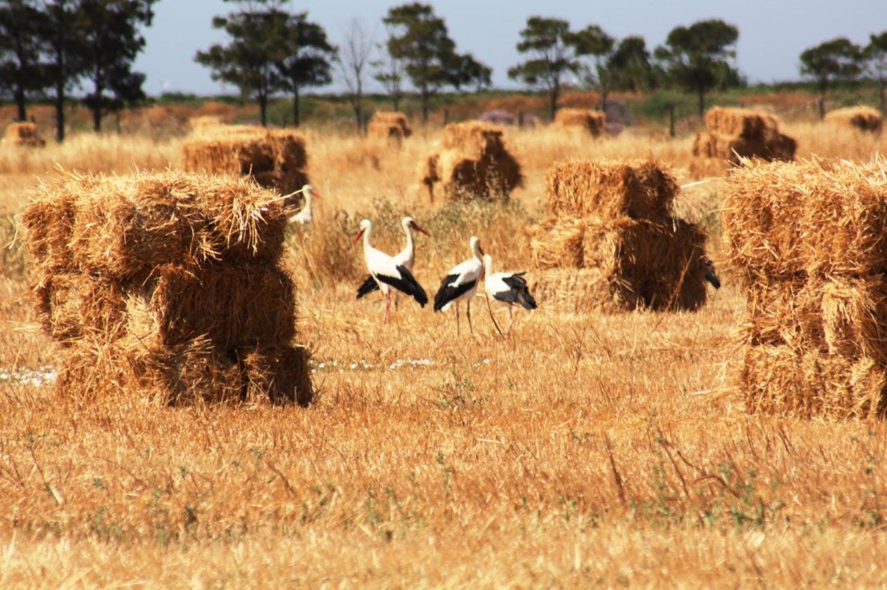 Herdade Dos Salgados Do Fialho * Faro