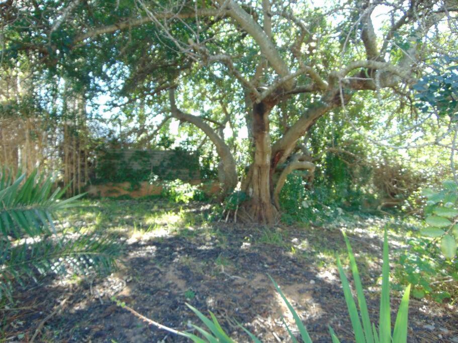Vila Finlandia - Countryside With A Pool Apartment Faro