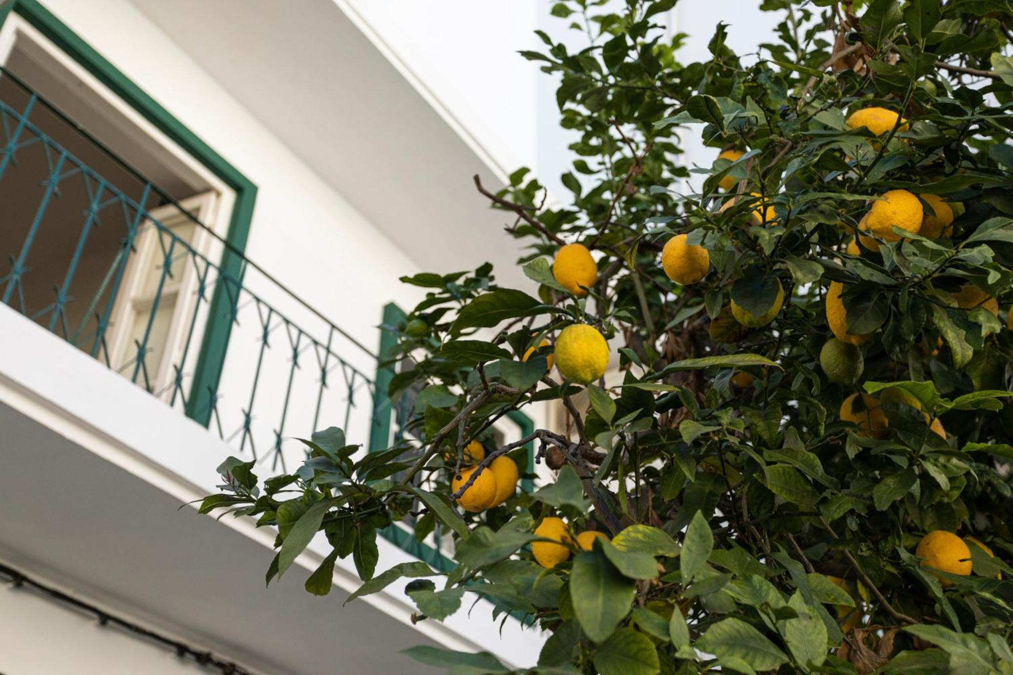 Apartment Lemon Faro