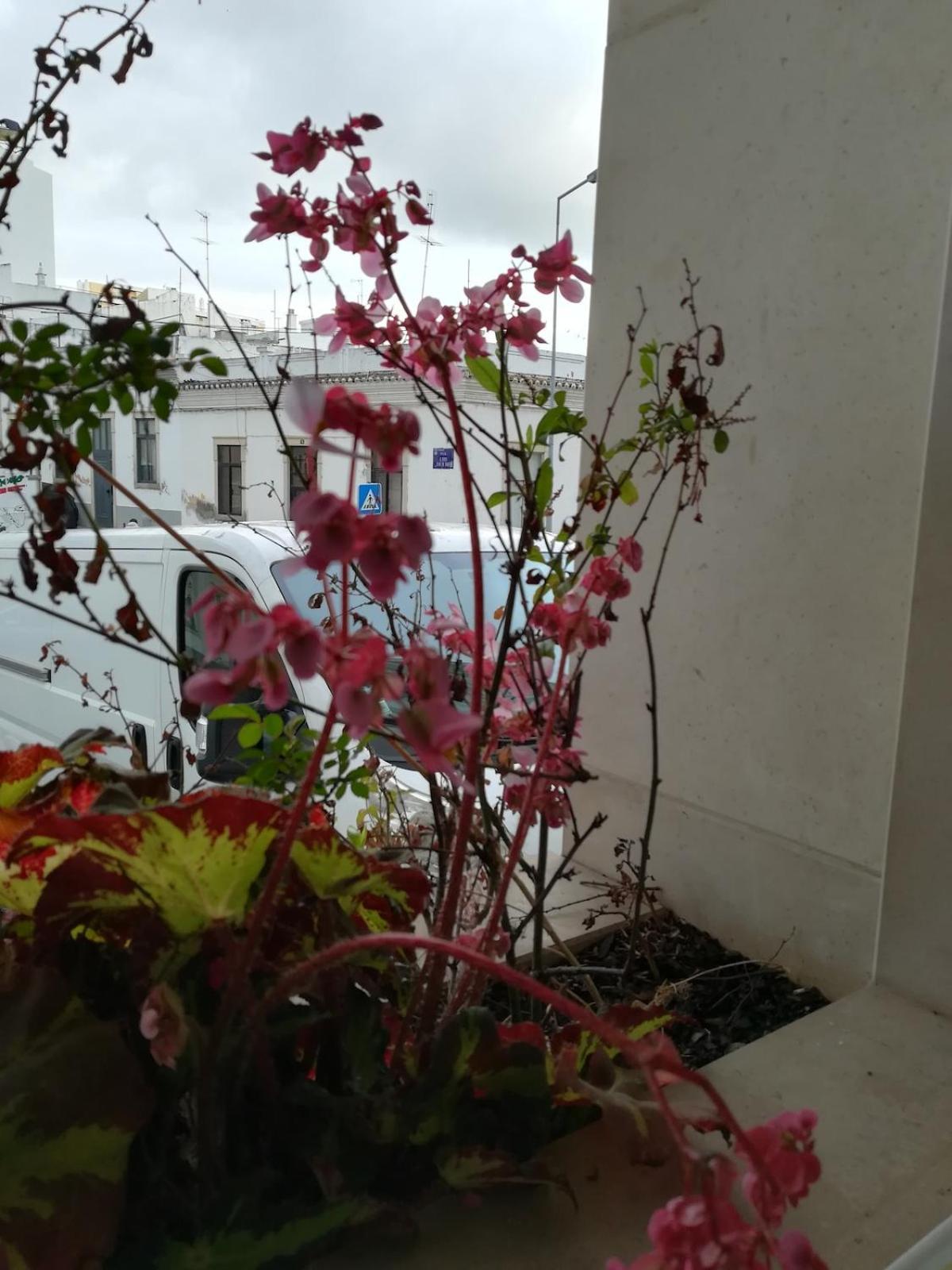 Lovely Flat In The Center Apartment Faro
