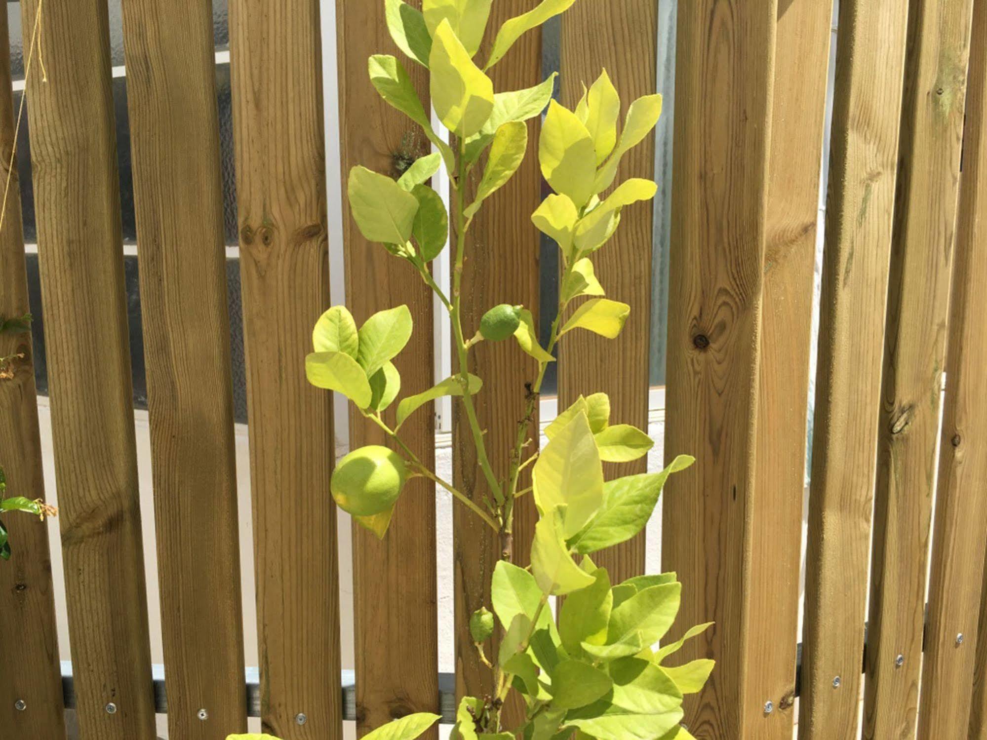 Lemon Tree Faro