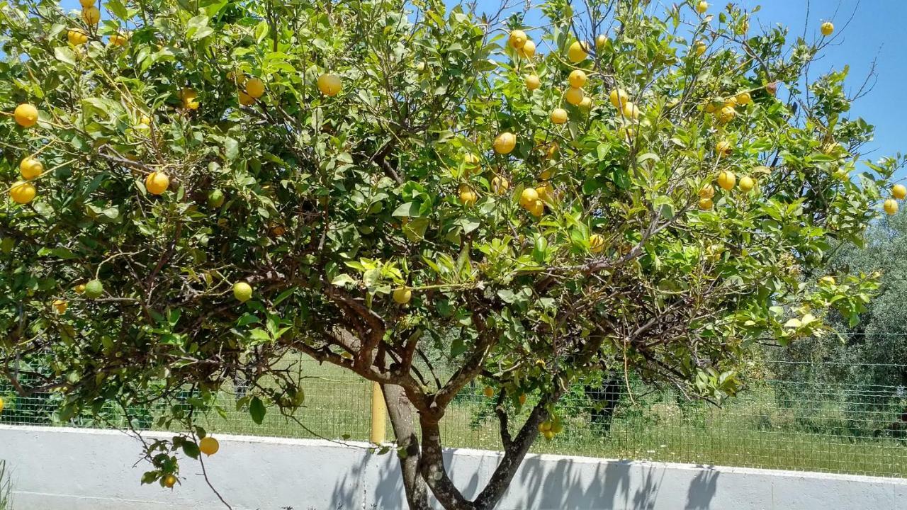 Casa Da Vinha Bed & Breakfast