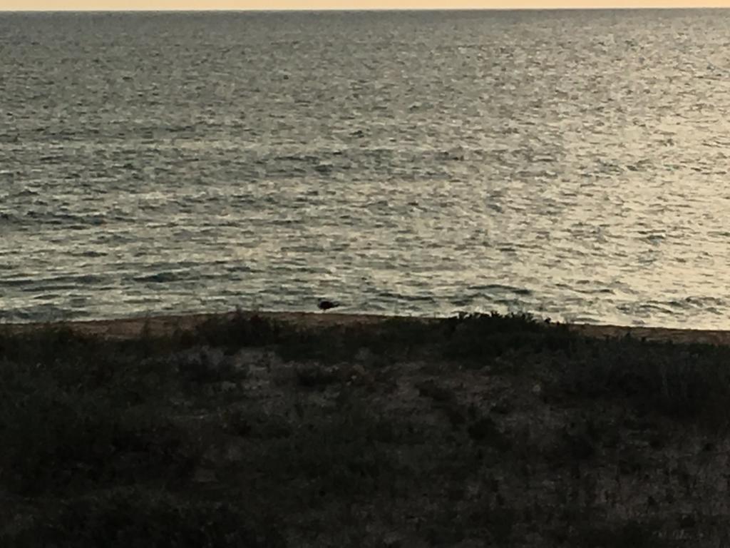 Barracuda